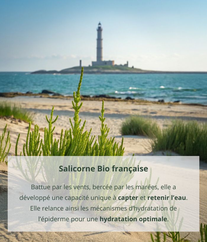 Salicornia moisturizing milk