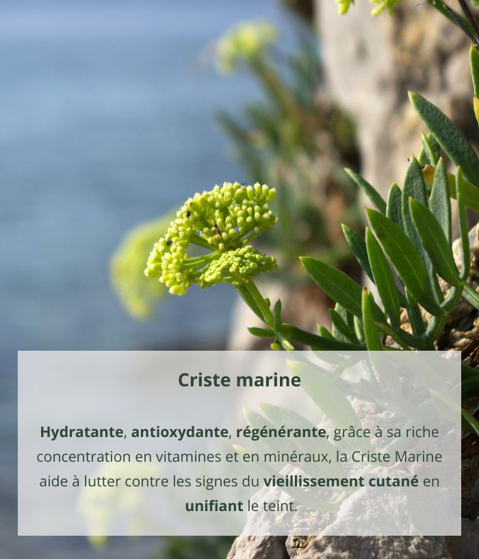 Sea Fennel Exfoliating Granita