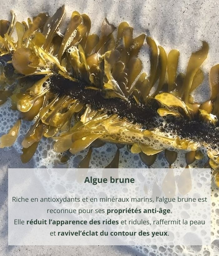 Anti-aging eye cream with brown algae
