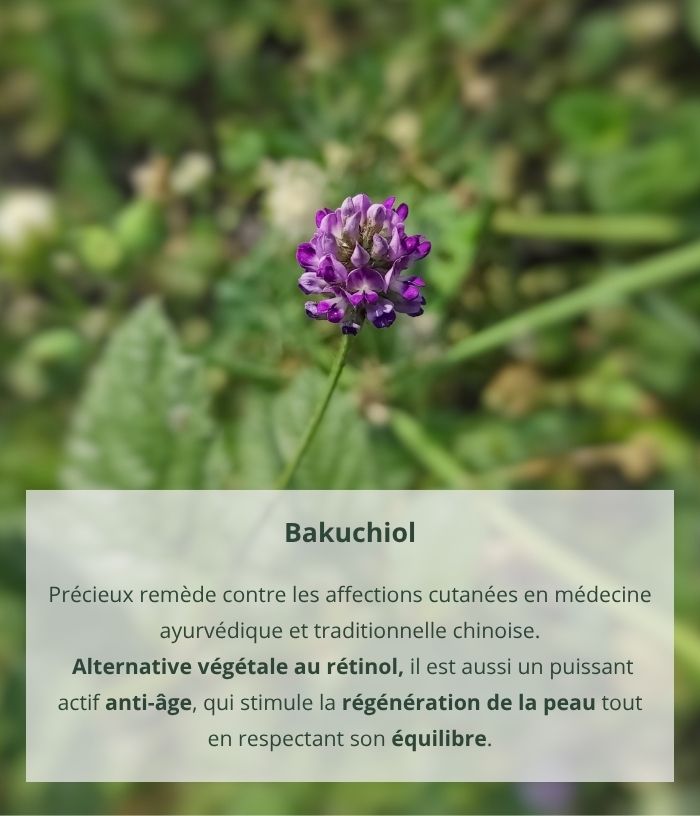 Anti-Unreinheiten-Detox-Serum mit Meeresalgen