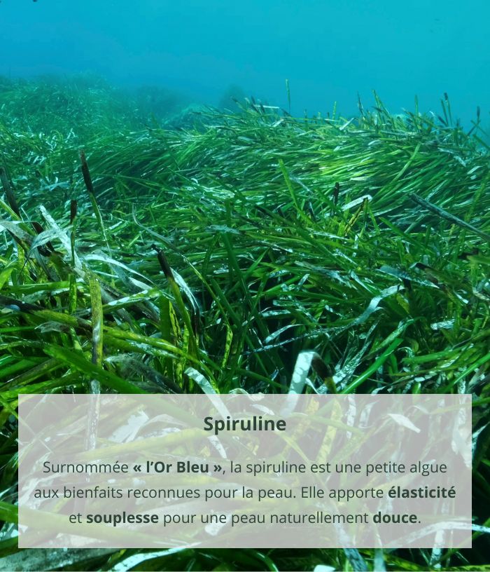 Superfat spirulina soap
