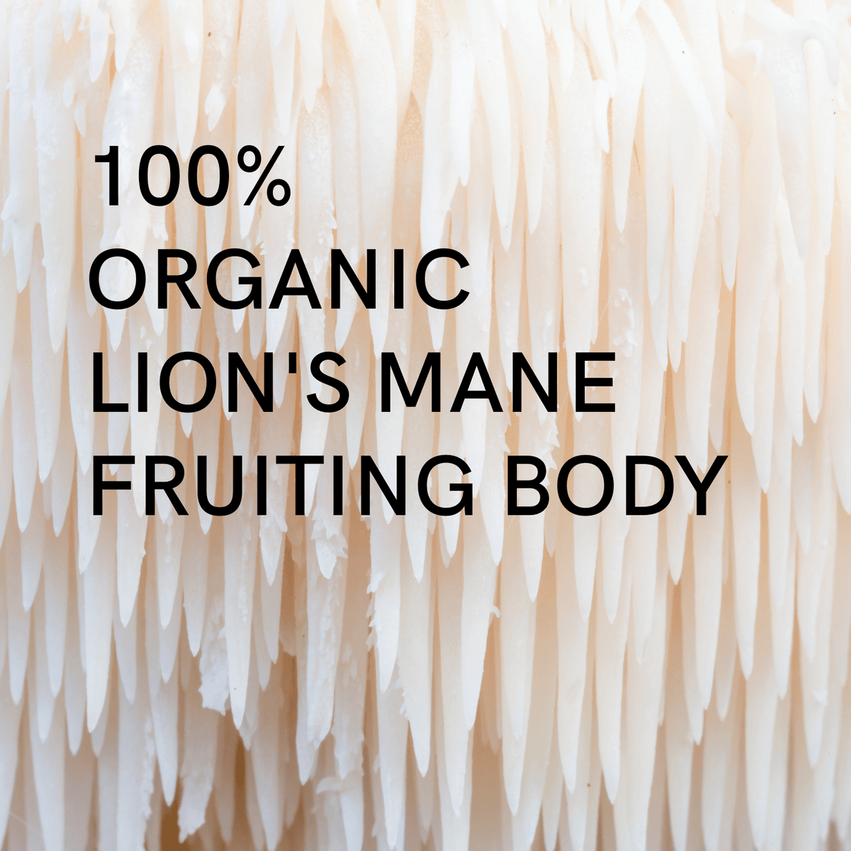 Organic Lion's Mane Extract