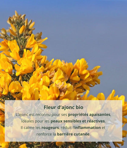 Soothing Cream with Organic Gorse Water