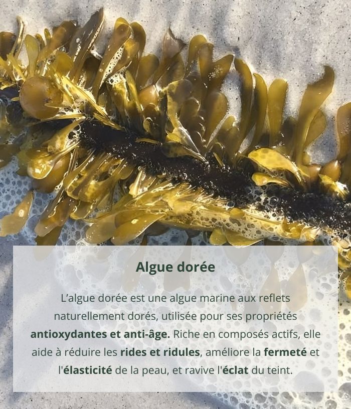 Golden Algae Radiance Dry Oil