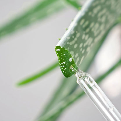 aloe vera actif cheveux