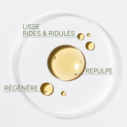 Plumping & Regenerating Oil